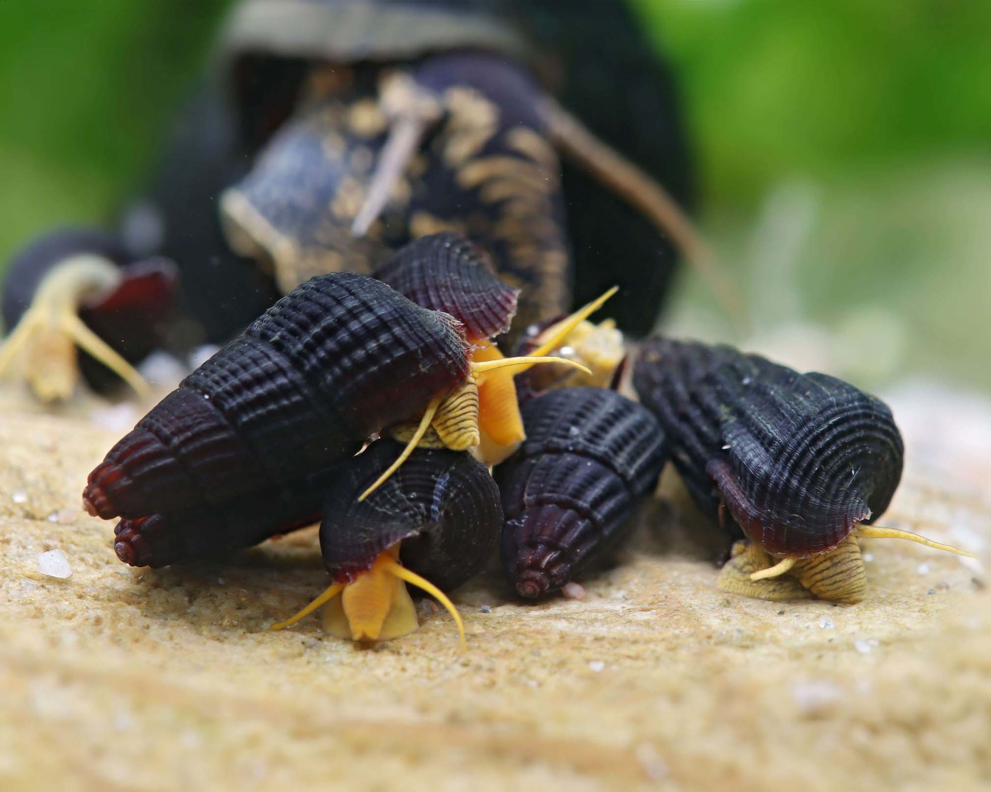 Tylomelania Snail Care Guide